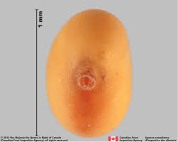 Attēlu rezultāti vaicājumam “Trifolium repens fruit”