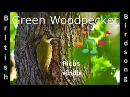 Attēlu rezultāti vaicājumam “Picus viridis”