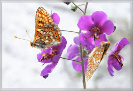 Attēlu rezultāti vaicājumam “Euphydrias aurinia”