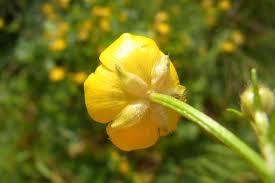 Attēlu rezultāti vaicājumam “Ranunculus polyanthemos”