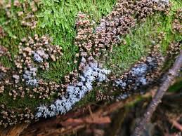 Attēlu rezultāti vaicājumam “Siphoptychium violaceum young”