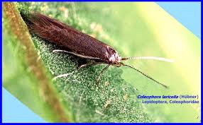 Attēlu rezultāti vaicājumam “Coleophoridae”