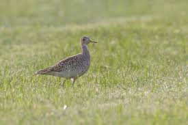 Image result for Bartramia longicauda