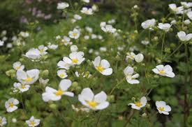 Attēlu rezultāti vaicājumam “Potentilla alba”