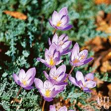 Attēlu rezultāti vaicājumam “Crocus speciosus flower”