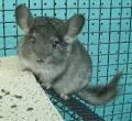 Chinchilla Information, Chinchillas