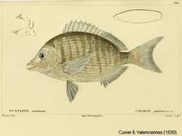 Image result for Diplodus puntazzo