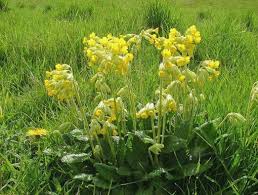 Attēlu rezultāti vaicājumam “Primula veris flower”