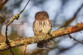 Attēlu rezultāti vaicājumam “Glaucidium passerinum”