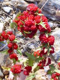 Attēlu rezultāti vaicājumam “Chenopodium foliosum fruit”
