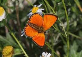 Attēlu rezultāti vaicājumam “Lycaena virgaureae”