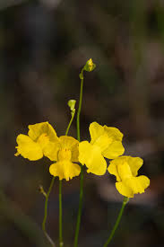 Attēlu rezultāti vaicājumam “Utricularia minor flower”