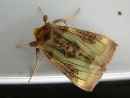 Attēlu rezultāti vaicājumam “Diachrysia tutti”