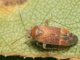 Attēlu rezultāti vaicājumam “Psallus sp. imago”