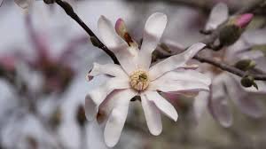 Attēlu rezultāti vaicājumam “Magnolia”
