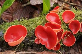 Attēlu rezultāti vaicājumam “Sarcoscypha austriaca”