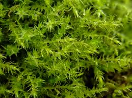 Attēlu rezultāti vaicājumam “Hygroamblystegium varium”