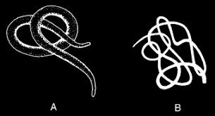 Attēlu rezultāti vaicājumam “Nematomorpha”