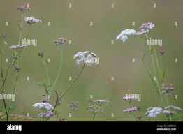 Attēlu rezultāti vaicājumam “Torilis japonica fruit”