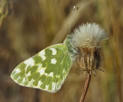 Attēlu rezultāti vaicājumam “Pontia edusa underside”