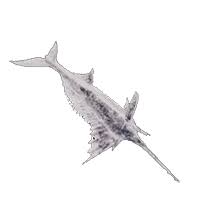 Image result for Xiphias gladius