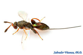 Attēlu rezultāti vaicājumam “Torymidae”