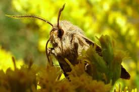 Attēlu rezultāti vaicājumam “Cerapteryx graminis”