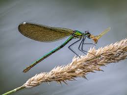Attēlu rezultāti vaicājumam “Calopteryx splendens”