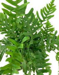 Attēlu rezultāti vaicājumam “Polypodium vulgare”