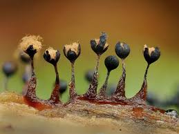 Attēlu rezultāti vaicājumam “Trichia flavicoma macro”