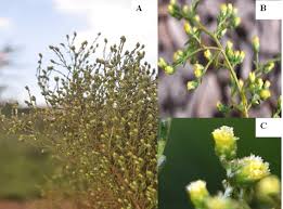 Attēlu rezultāti vaicājumam “Artemisia campestris bud”