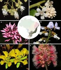 Attēlu rezultāti vaicājumam “Leguminosae”