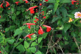 Attēlu rezultāti vaicājumam “Labiatae”