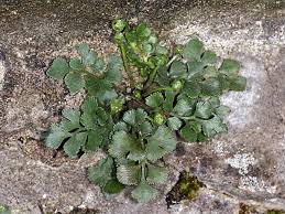 Attēlu rezultāti vaicājumam “Asplenium ruta-muraria”