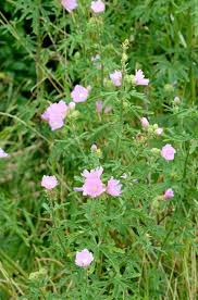Image result for Malva alcea