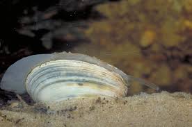 Attēlu rezultāti vaicājumam “Macoma baltica”