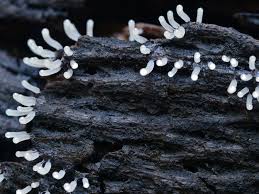 Attēlu rezultāti vaicājumam “myxomicetes”