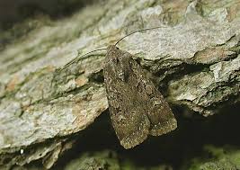 Attēlu rezultāti vaicājumam “Euxoa nigricans”