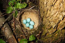 Attēlu rezultāti vaicājumam “Turdus philomelos nest”