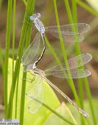 Attēlu rezultāti vaicājumam “Lestidae”