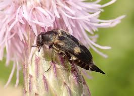 Attēlu rezultāti vaicājumam “Mordellidae”