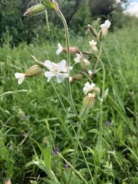 Attēlu rezultāti vaicājumam “Silene latifolia subsp. alba flower”
