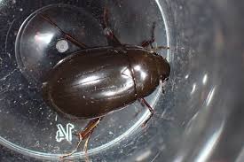 Attēlu rezultāti vaicājumam “Hydrochara caraboides”