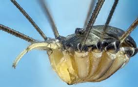 Attēlu rezultāti vaicājumam “Opiliones”