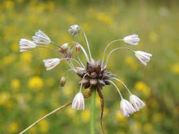 Attēlu rezultāti vaicājumam “Allium oleraceum flower”