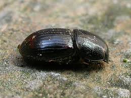 Attēlu rezultāti vaicājumam “Aphodius sp. imago”