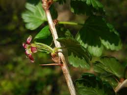 Attēlu rezultāti vaicājumam “Ribes uva-crispa flower”