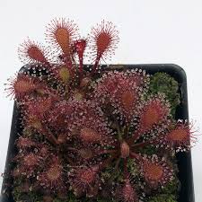 Attēlu rezultāti vaicājumam “Drosera anglica fruit”