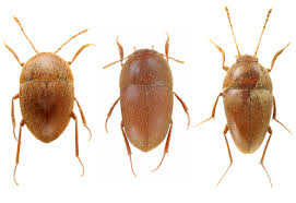 Attēlu rezultāti vaicājumam “Leiodidae”