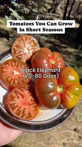 Afbeeldingsresultaat voor black elephant tomato